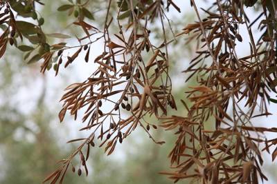 Σχέδιο για αποτροπή εισόδου του Xylella