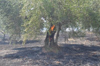 Κάηκαν 10 στρέμματα με ελιές στο Μεμί