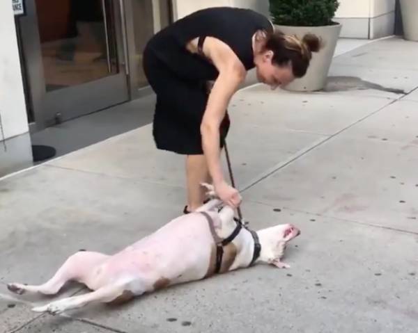 Viral: Σκύλος παριστάνει τον νεκρό επειδή βαρέθηκε τη βόλτα (Βίντεο)