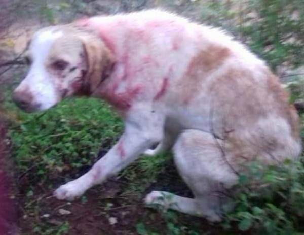 Μεσσηνία: Αναρρώνει ο σκύλος που βρέθηκε πυροβολημένος στο χωριό Μάδενα (Βίντεο)