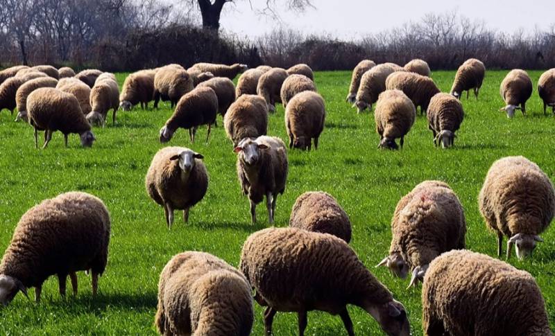 Σε απόγνωση λόγω της ευλογιάς των αιγοπροβάτων οι κτηνοτρόφοι (Βίντεο)