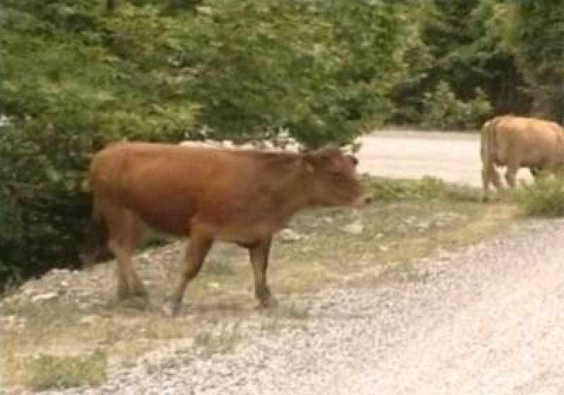 Για τα ανεπιτήρητα βοοειδή