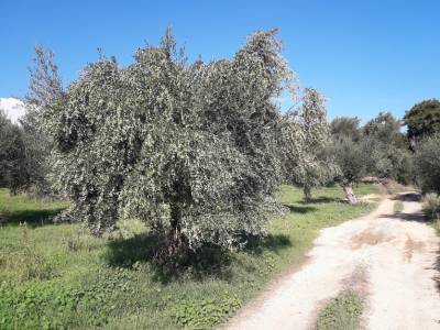 Ενίσχυση όλων των ελαιοπαραγωγών ζητεί ο Πετράκος