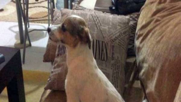 Ξεκαρδιστικό: Αραχτός σκύλος βλέπει ταινία τρόμου μέχρι που... (βίντεο)