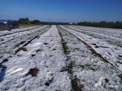 Μεγάλη ζημιά στους Γαργαλιάνους από την χαλαζόπτωση, που έπληξε καλλιέργειες σε έκταση 10.000 στρεμμάτων (βίντεο-φωτογραφίες)