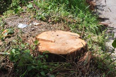 Καλαμάτα: Πρόστιμο 1.000 ευρώ σε ιδιώτη που έκοψε παράνομα δέντρο