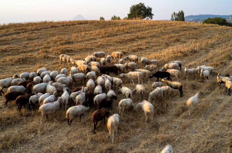 Εκτακτα μέτρα για την πανώλη στην Κορινθία: Θανατώθηκαν 1.053 ζώα από τρεις μονάδες εκτροφής