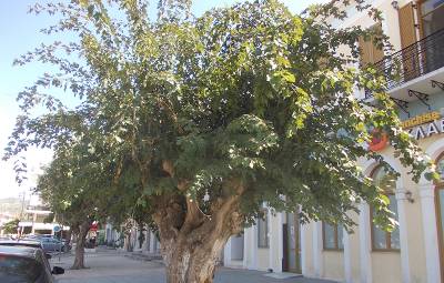 Ζητούν να διασωθεί η ιστορική μουριά του Ταμπάκη στα Φιλιατρά