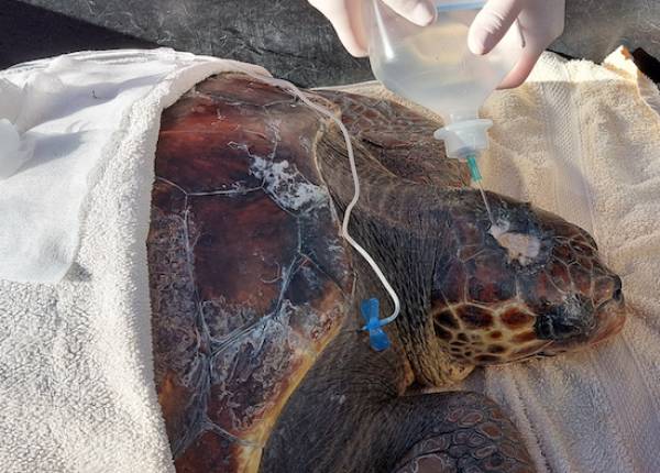 Συμβολική υιοθεσία μιας τραυματισμένης χελώνας από το Νηπιαγωγείο Κορώνης