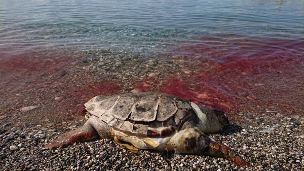Μεσσηνία: Νεκρή χελώνα καρέτα καρέτα στο Ακρογιάλι