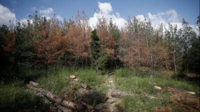 Απαγορεύεται ως το Μάρτιο η εξαγωγή προϊόντων υλοτομίας εκτός επικράτειας