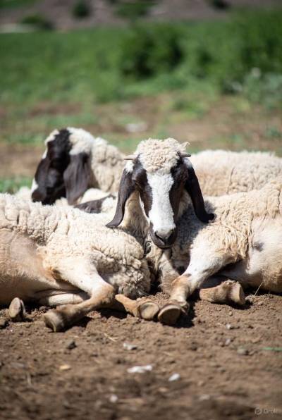 Απειλή για τη Μεσσηνία ο καταρροϊκός πυρετός