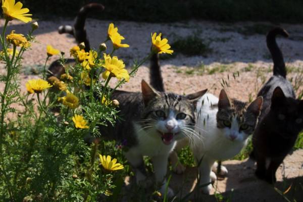 Μεσσηνία: Αναβρασμός στο Βλάση - Δηλητηρίασαν όλες τις γάτες του χωριού!