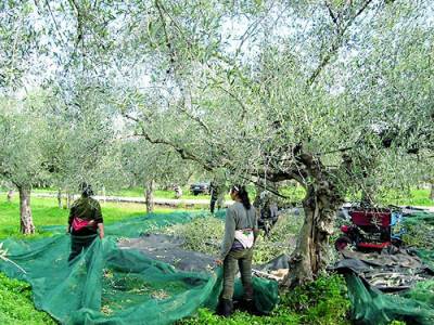 Ανησυχία για τιμή και παραγωγή ελαιολάδου λόγω έλλειψης εργατών και αύξησης λιπασμάτων