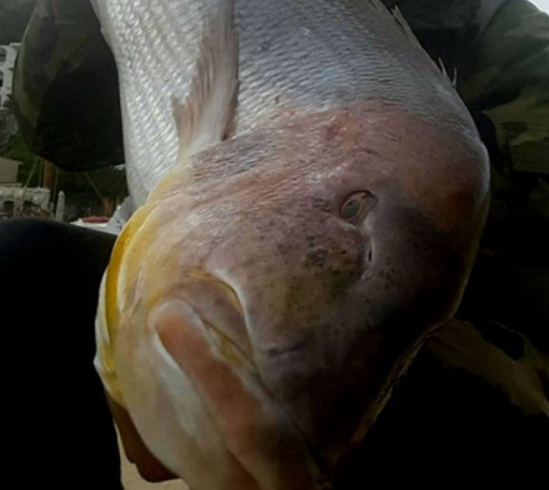 Χίος: Ψαράς δεν πίστευε στα μάτια του - Επιασε συναγρίδα 15,5 κιλών (φωτο)