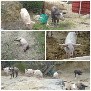 Κλέβουν και σκοτώνουν γουρούνια στη Σπερχογεία τα 3 τελευταία χρόνια