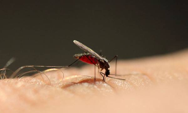 Επί Τάπητος: Στην εποχή της ελονοσίας...