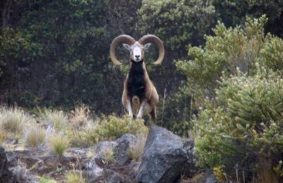 Ξεκινά το κυνήγι στην Σαπιέντζα