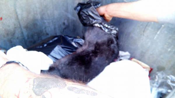 Νεκρό κουνέλι βρέθηκε σε κάδο σκουπιδιών στην Καλαμάτα