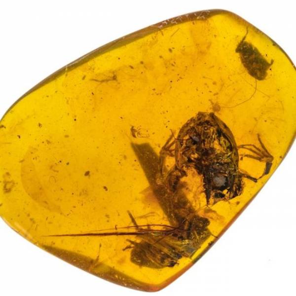 Ανακαλύφθηκαν τα αρχαιότερα βατραχάκια εγκλωβισμένα μέσα σε κεχριμπάρι