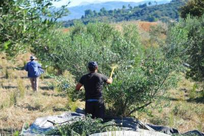 Ενταξη στο πρόγραμμα δακοκτονίας ζητεί η Κοινότητα Χώρας