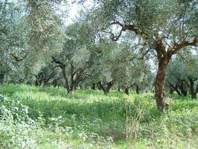 Μέχρι τέλος Οκτωβρίου η προκαταβολή ενιαίας ενίσχυσης