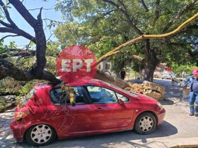 Βελανιδιά καταπλάκωσε αυτοκίνητο σε αυλή σπιτιού στο Τραγανό Ηλείας