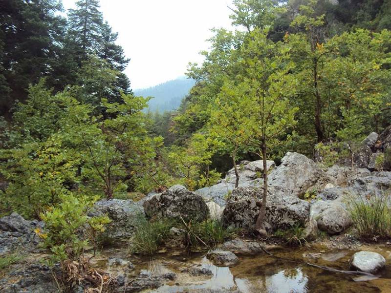 Συλλαλητήριο από ρητινοκαλλιεργητές – δασεργάτες Εύβοιας