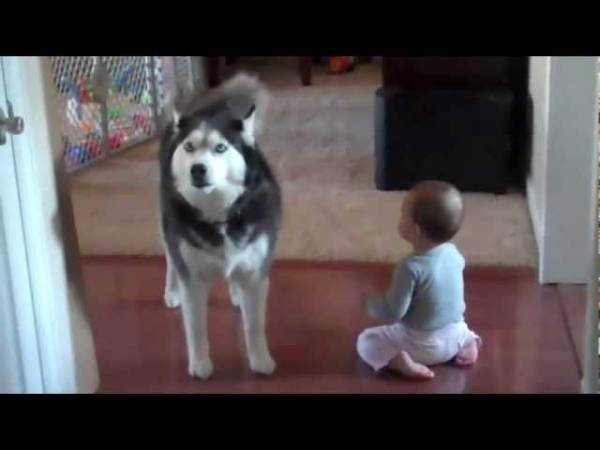 Όταν ένα χάσκι «συνομιλεί» με ένα μωράκι (βίντεο)