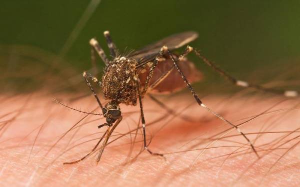 Πρόγραμμα καταπολέμησης κουνουπιών 2016 - 2017 από την Περιφέρεια Πελοποννήσου