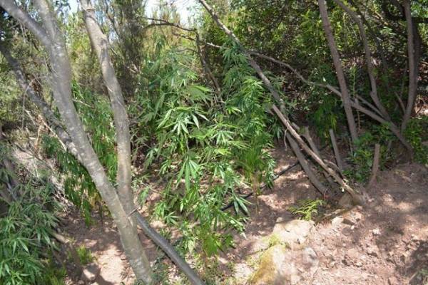 Χασισοφυτεία με 240 δένδρα στο Δήμο Οιχαλίας