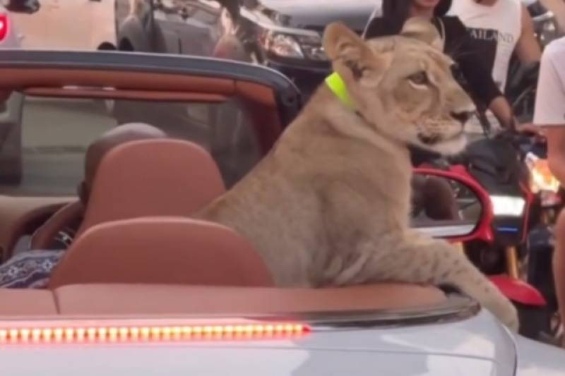 Ταϊλάνδη: Εβγαλε βόλτα το λιονταράκι της με κάμπριο αυτοκίνητο!