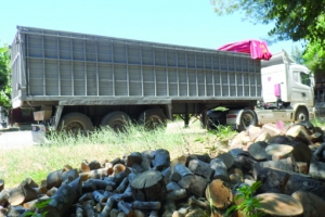 Παράνομη υλοτομία στη Χρυσοφόρα: Κατασχέθηκε φορτηγό με 30 τόνους ξύλα