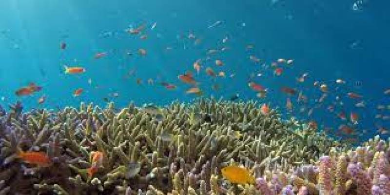Η υπεραλιεία επιδεινώνεται και δείχνει πόσο επείγον είναι να επικυρωθεί η διεθνής σύμβαση για την προστασία των ωκεανών