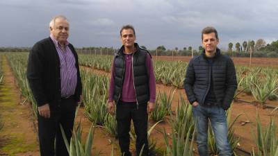 Καλλιέργεια αλόης στη Μεσσηνία (φωτογραφίες)
