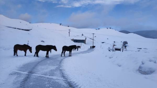 Μέτσοβο: Άγρια άλογα μέσα στα χιόνια ψάχνουν για τροφή (βίντεο)