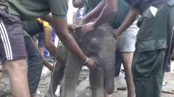 Η συγκινητική διάσωση ενός μικρού ελέφαντα στη Σρι Λάνκα (video)