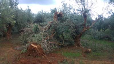 Μεσσηνία: Ζητούν καταγραφή ζημιών και αποζημίωση για ανεμοστρόβιλο (βίντεο)