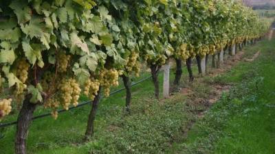 Πανεπιστήμιο Ιωαννίνων: Λίπασμα με οινολάσπη αντί για χημικά λιπάσματα