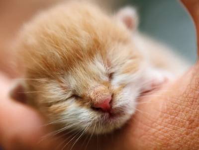 Πρόστιμο - μαμούθ στην 75χρονη που πέταξε στα σκουπίδια τέσσερα νεογέννητα γατάκια