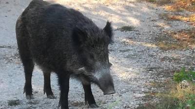 SOS από τους αγρότες για την εκρηκτική αύξηση των αγριογούρουνων στην Ελλάδα