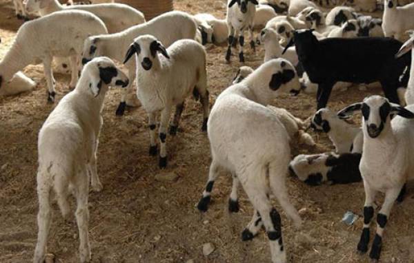 Η Αλειφέρη ζητεί από τον Αποστόλου με επιστολή: Μέριμνα για τους κτηνοτρόφους 