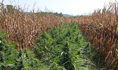 Πέλλα: 54χρονος καλλιεργούσε χασίς σε ξένο χωράφι!