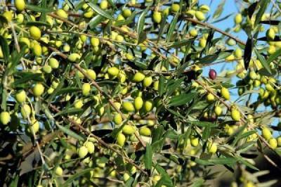 Οδηγίες για αντιμετώπιση του γλοιοσπόριου της ελιάς