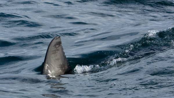 Αυστραλία: Καρχαρίας επιτέθηκε και σκότωσε κολυμβητή