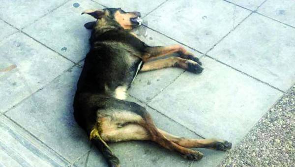 6 νεκρά σκυλιά από φόλες στους Γαργαλιάνους 