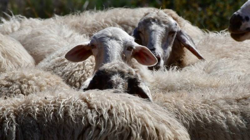 Η επαφή με τα πρόβατα ευνοεί τη σκλήρυνση κατά πλακας!