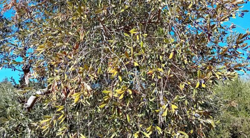 Ερώτηση ΠΑΣΟΚ για καταστροφή στην ελαιοπαραγωγή