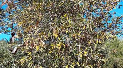 Ερώτηση ΠΑΣΟΚ για καταστροφή στην ελαιοπαραγωγή