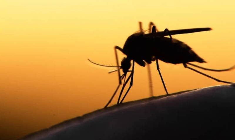 Ιός Δυτικού Νείλου: Γυναίκα νοσηλεύτηκε για δέκα ημέρες ύστερα από τσίμπημα κουνουπιού